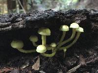 Hypholoma fasciculare image