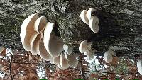 Pleurotus ostreatus image