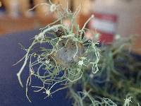 Usnea ceratina image