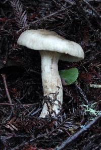 Clitocybe nebularis image