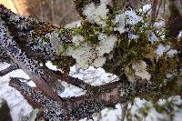 Lobaria scrobiculata image