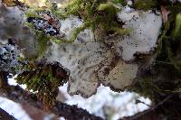 Lobaria scrobiculata image