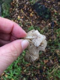 Marasmius albogriseus image