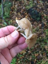 Marasmius albogriseus image