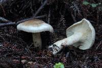 Clitocybe nebularis image