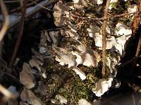 Trametes versicolor image