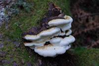 Fomitopsis pinicola image