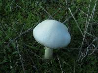 Volvariella gloiocephala image