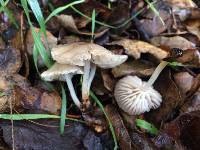 Marasmius albogriseus image