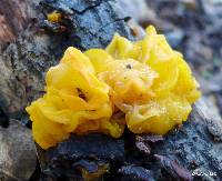 Tremella aurantia image