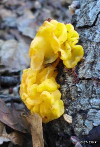 Tremella aurantia image