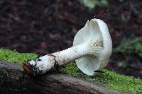 Clitocybe nebularis image