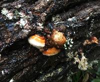 Fomitopsis pinicola image