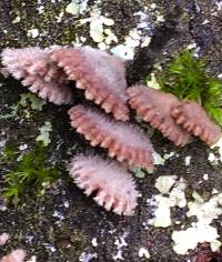 Schizophyllum commune image