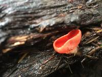 Sarcoscypha coccinea image