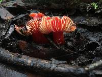 Hygrocybe coccinea image