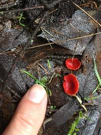 Sarcoscypha coccinea image