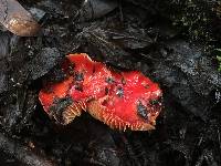 Hygrocybe coccinea image