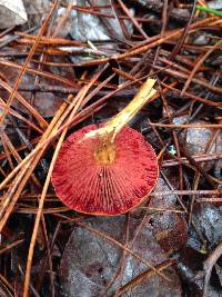 Cortinarius smithii image