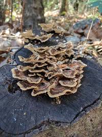 Trametes versicolor image