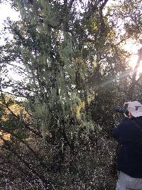 Usnea trichodea image