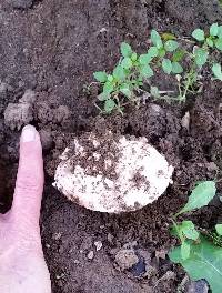 Amanita magniverrucata image