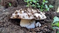 Amanita magniverrucata image