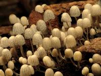 Coprinellus disseminatus image