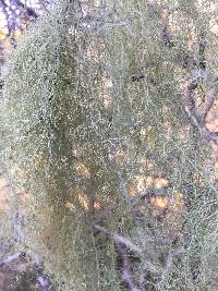 Usnea trichodea image