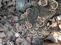 Trametes versicolor image