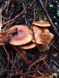 Cortinarius smithii image