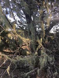 Usnea trichodea image