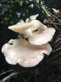 Pleurotus ostreatus image