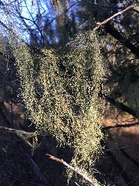 Usnea trichodea image