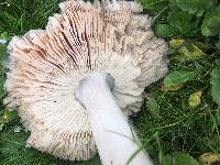 Volvariella gloiocephala image