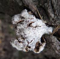 Schizophyllum commune image