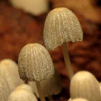 Coprinellus disseminatus image