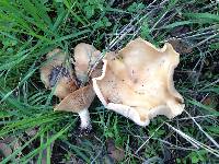 Clitocybe brunneocephala image