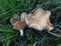 Clitocybe brunneocephala image