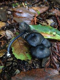 Entoloma serrulatum image