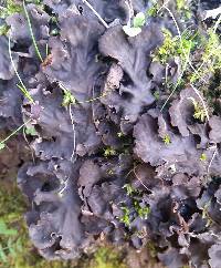 Peltigera membranacea image