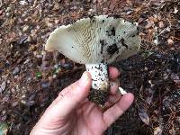 Russula brevipes image