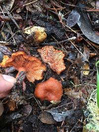 Lactarius rubidus image