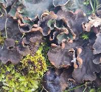 Peltigera membranacea image