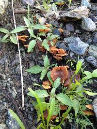 Tubaria furfuracea image