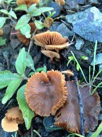 Tubaria furfuracea image