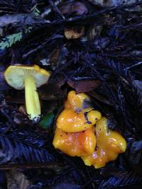 Hygrocybe chlorophana image