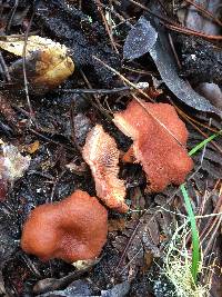 Lactarius rubidus image