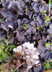 Peltigera membranacea image