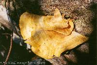 Laetiporus conifericola image
